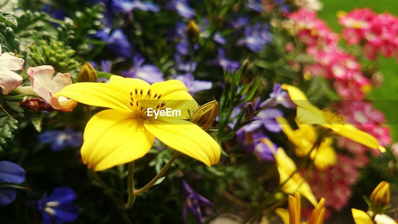 CLOSE-UP OF YELLOW FLOWERS