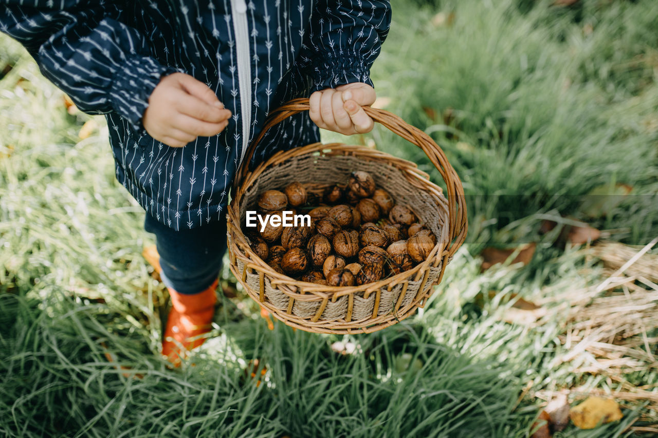 Child picking walnuts with basket
