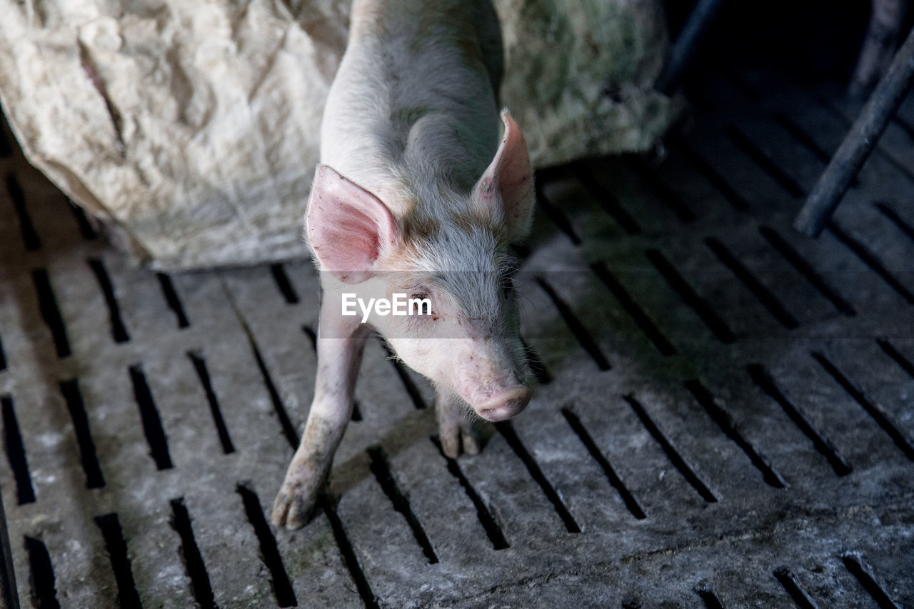 High angle view of piglet on metal floor