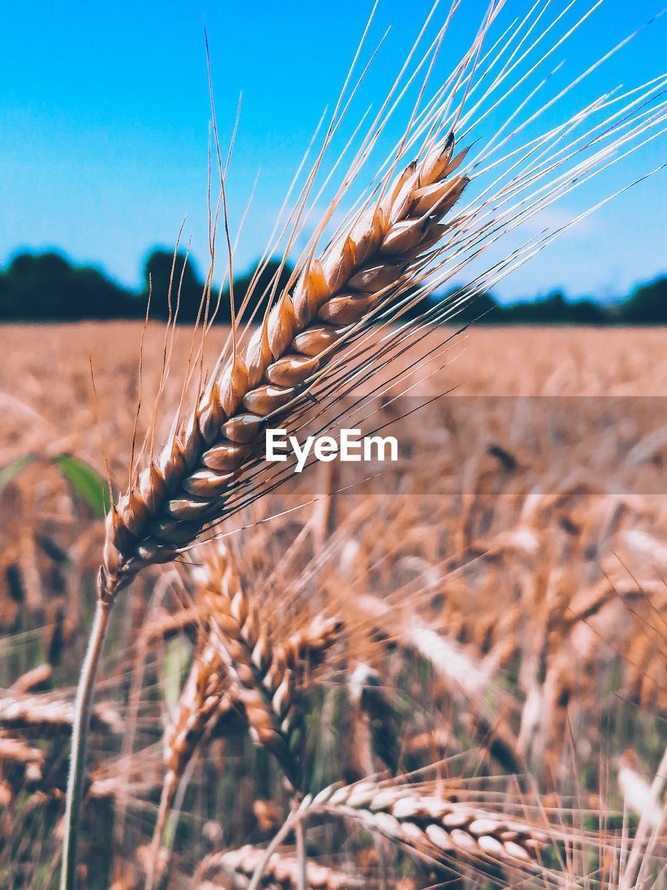 CLOSE-UP OF WHEAT FIELD