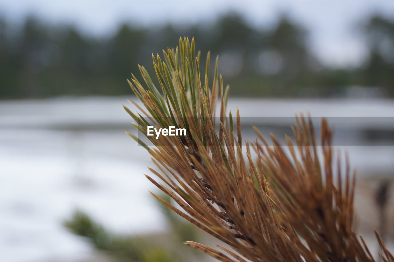 CLOSE-UP OF STALKS IN FIELD AGAINST THE LAKE