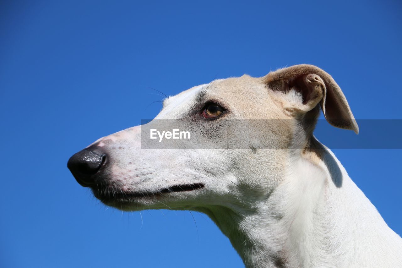 CLOSE-UP OF A DOG AGAINST BLUE SKY