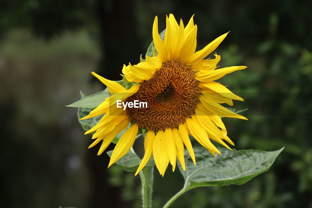 Close-up of yellow sunflower