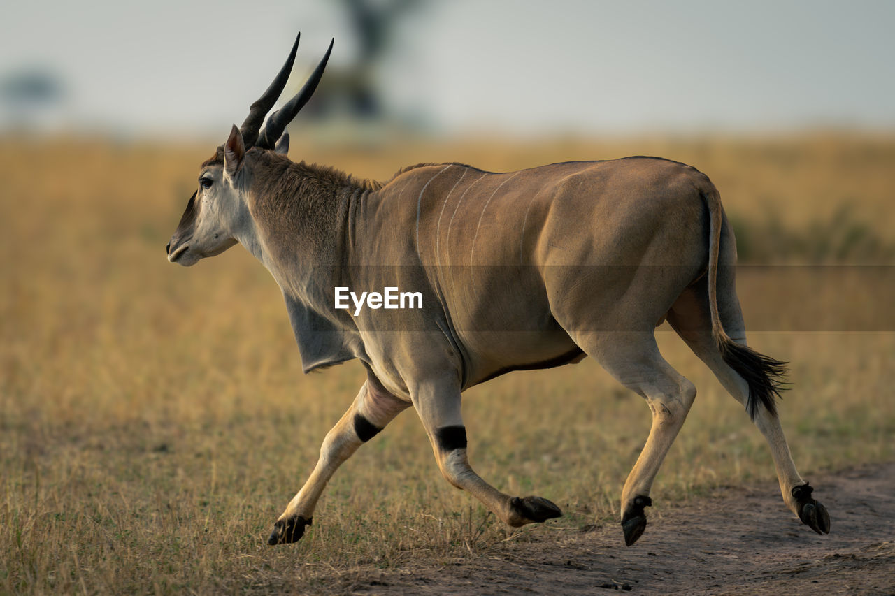 side view of a deer on field