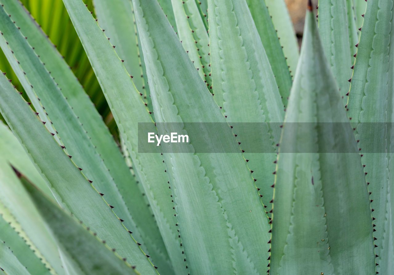 A close up macro image of green aloe vera leafs desktop wallpaper background