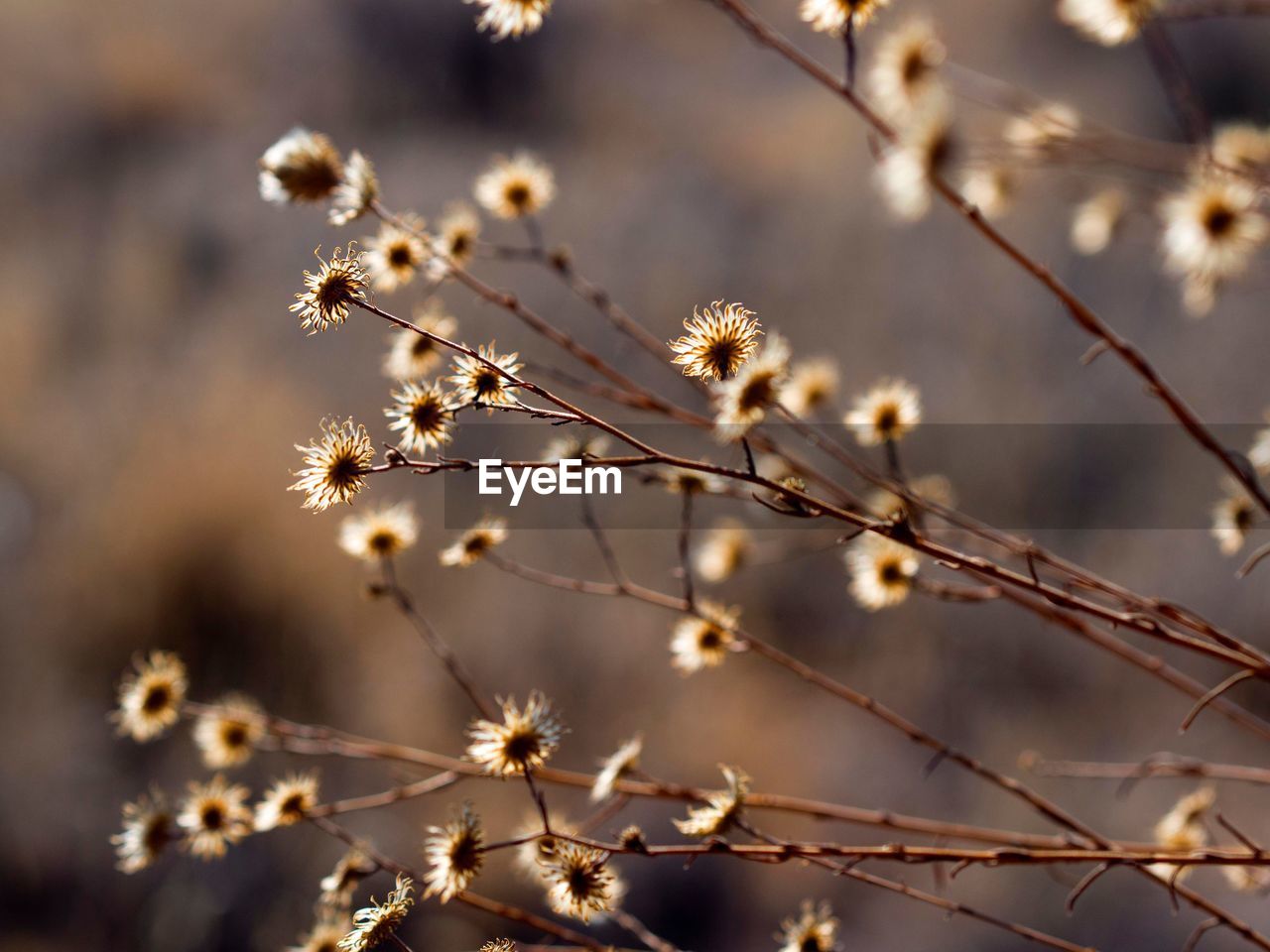 Low angle view of flowering plant