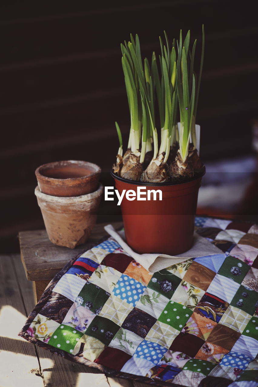 Close-up of potted plant on table