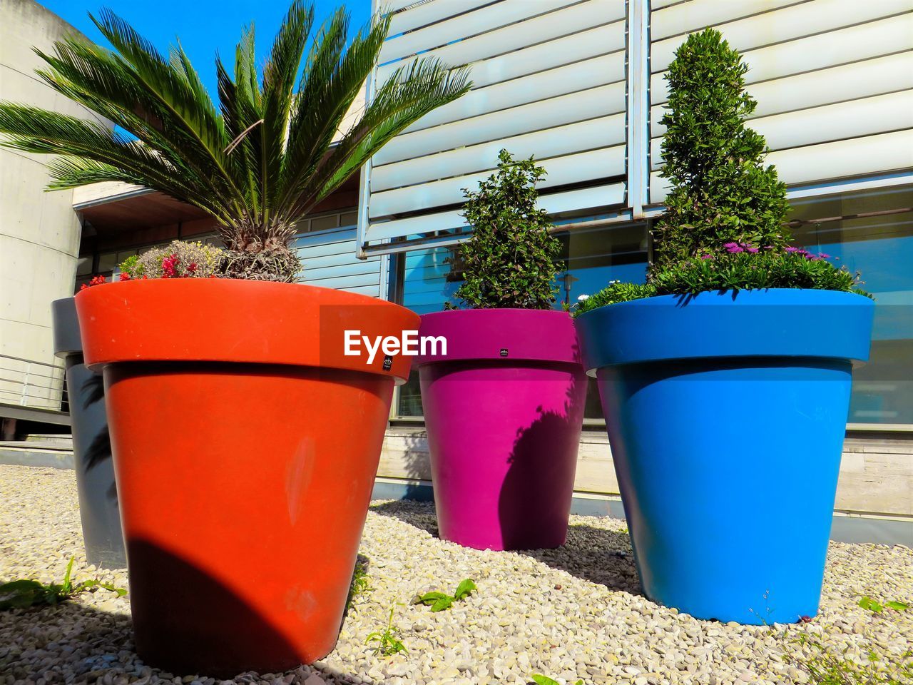 CLOSE-UP OF POTTED PLANTS