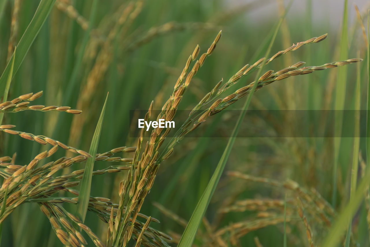 Close-up of rices growing on field