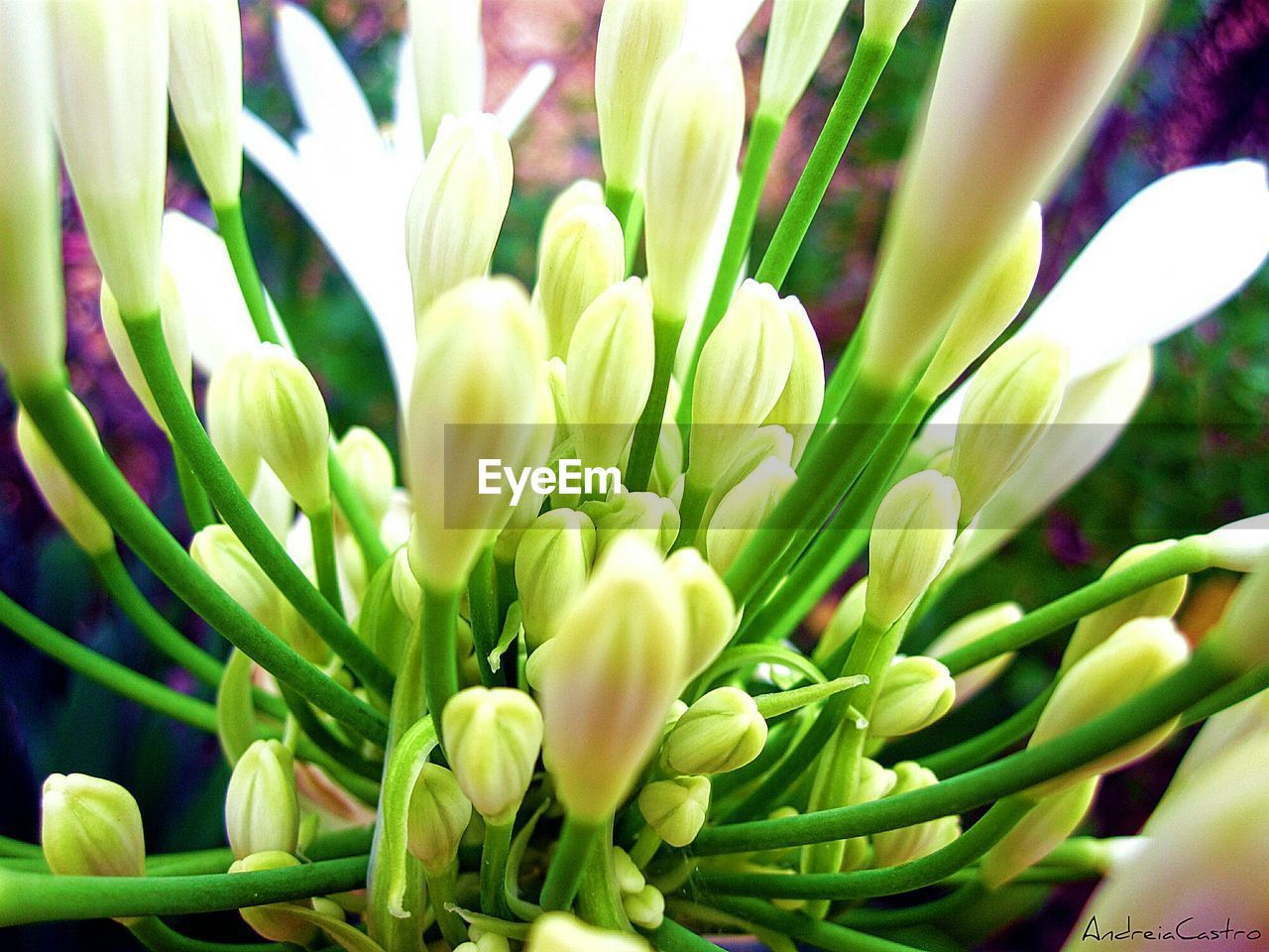 Detail shot of white flowers