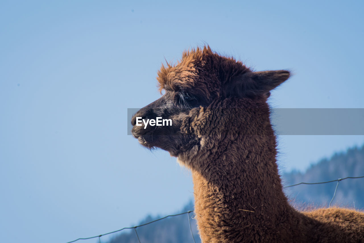 animal themes, animal, mammal, one animal, domestic animals, alpaca, llama, pet, camel, livestock, animal body part, sky, animal head, no people, nature, animal wildlife, clear sky, arabian camel, blue, day, portrait, close-up, outdoors, looking, animal hair, agriculture