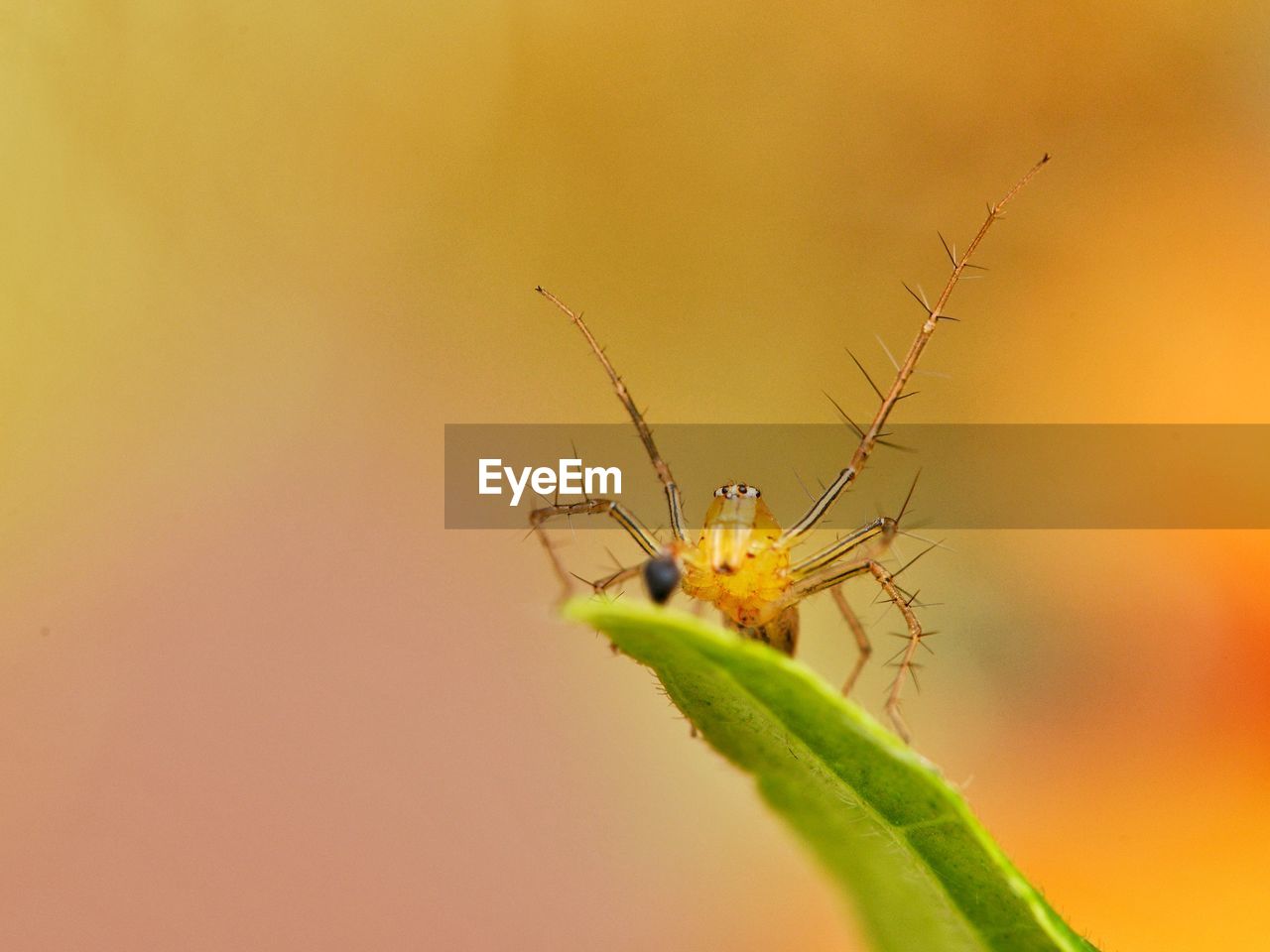 Close-up of lynx spider on plant