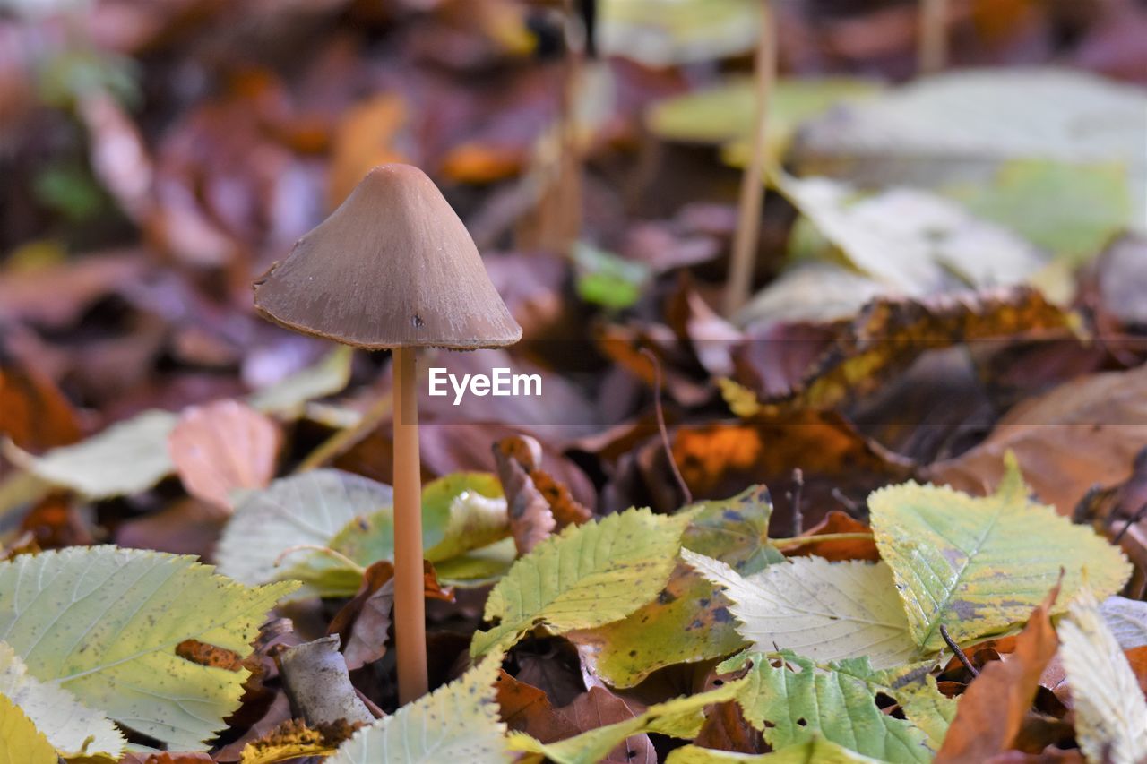 Close-up of mushrooms growing on land