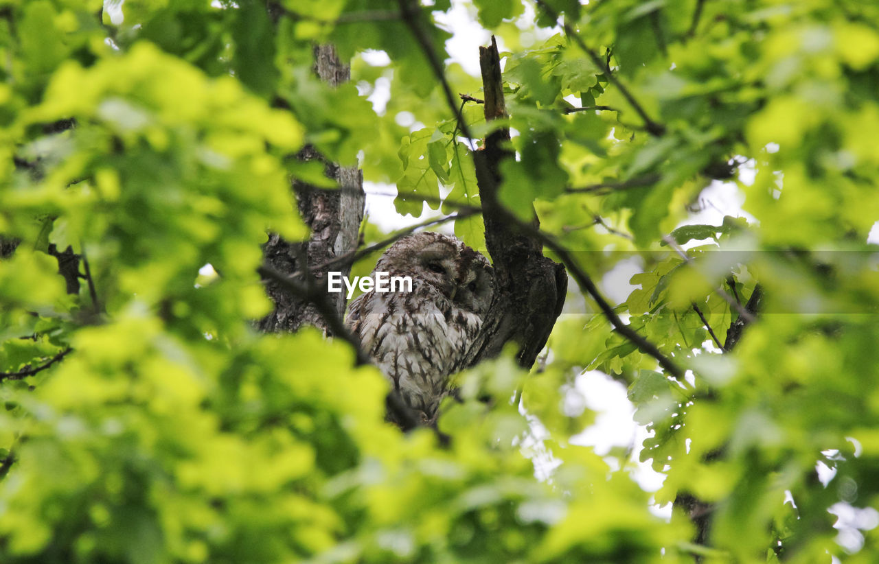 Little owl hides in oak tree in spring perching on branch 