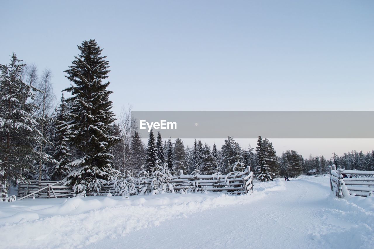 Trees on snow covered landscape against clear sky