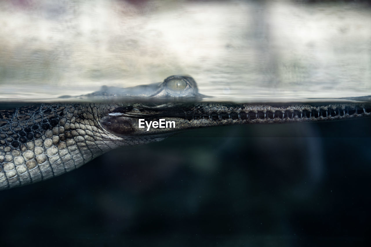 animal themes, one animal, animal, animal wildlife, wildlife, close-up, water, reptile, animal body part, crocodile, no people, warning sign, alligator, animal head, sign, nature, swimming, reflection, communication, macro photography, underwater, sea, outdoors, day