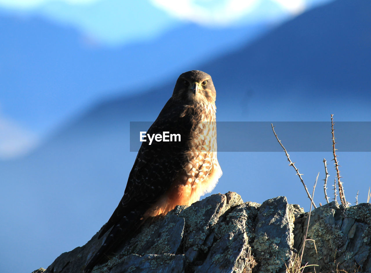 close-up of bird perching on mountain against sky
