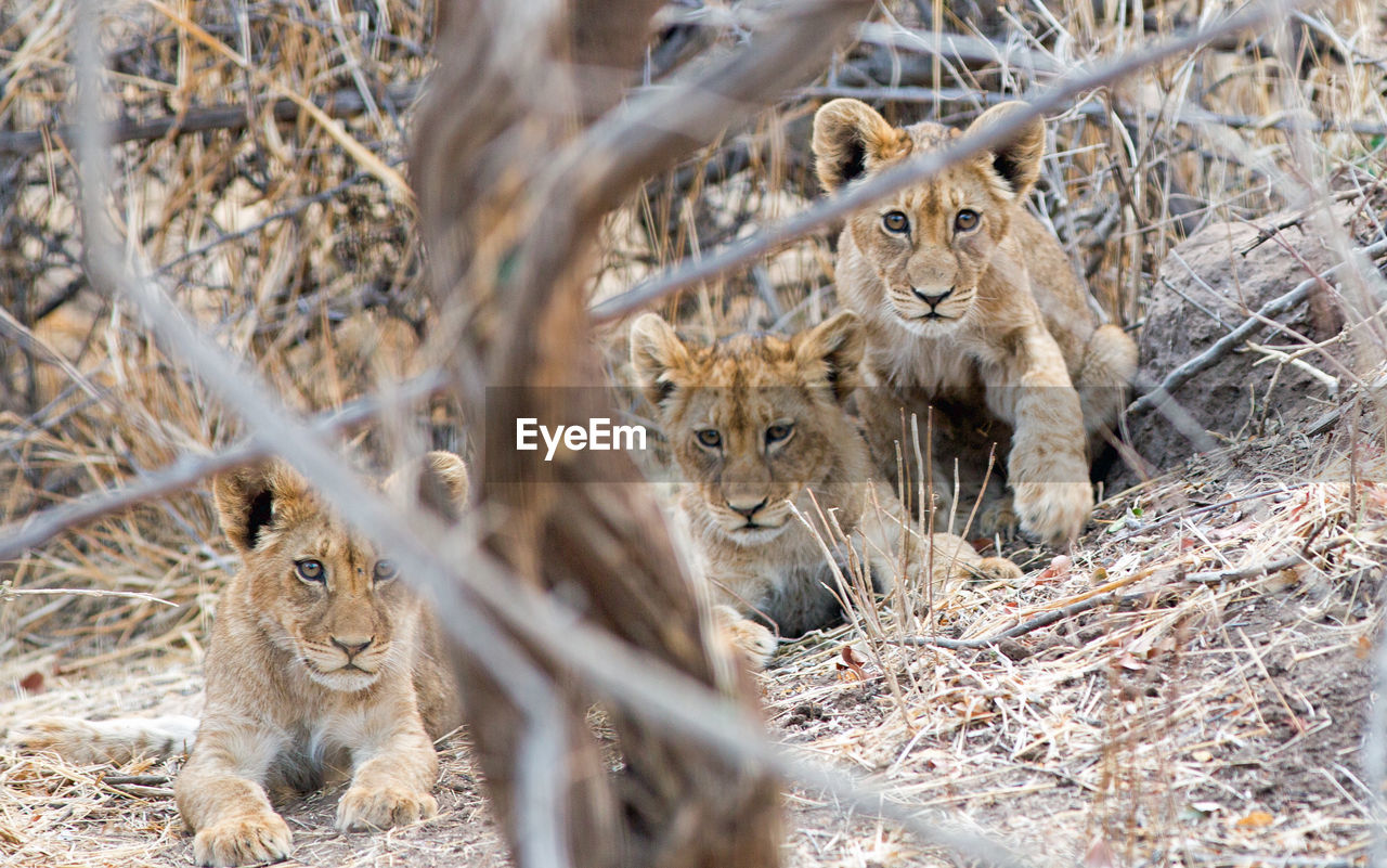 Portrait of lion cubs resting on field