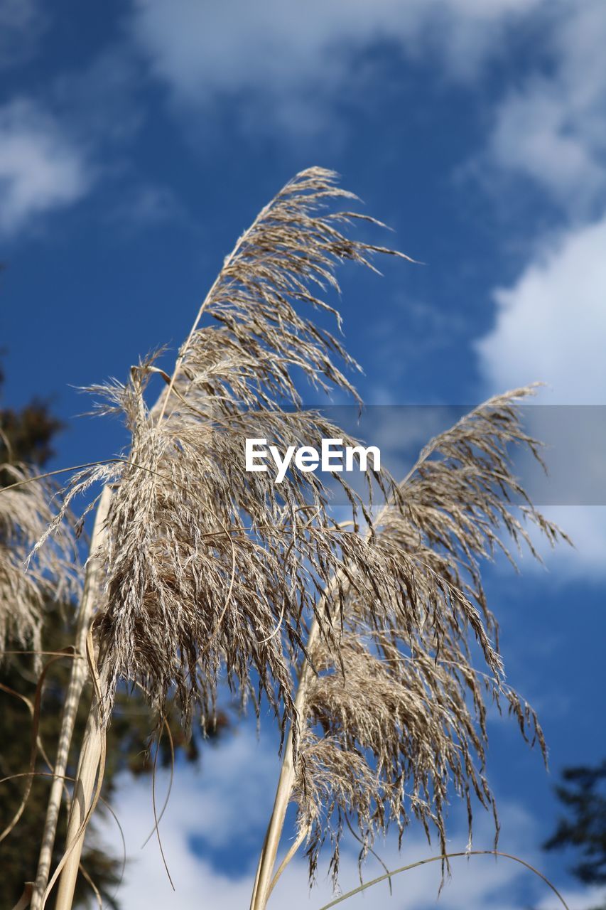 LOW ANGLE VIEW OF PLANTS AGAINST SKY