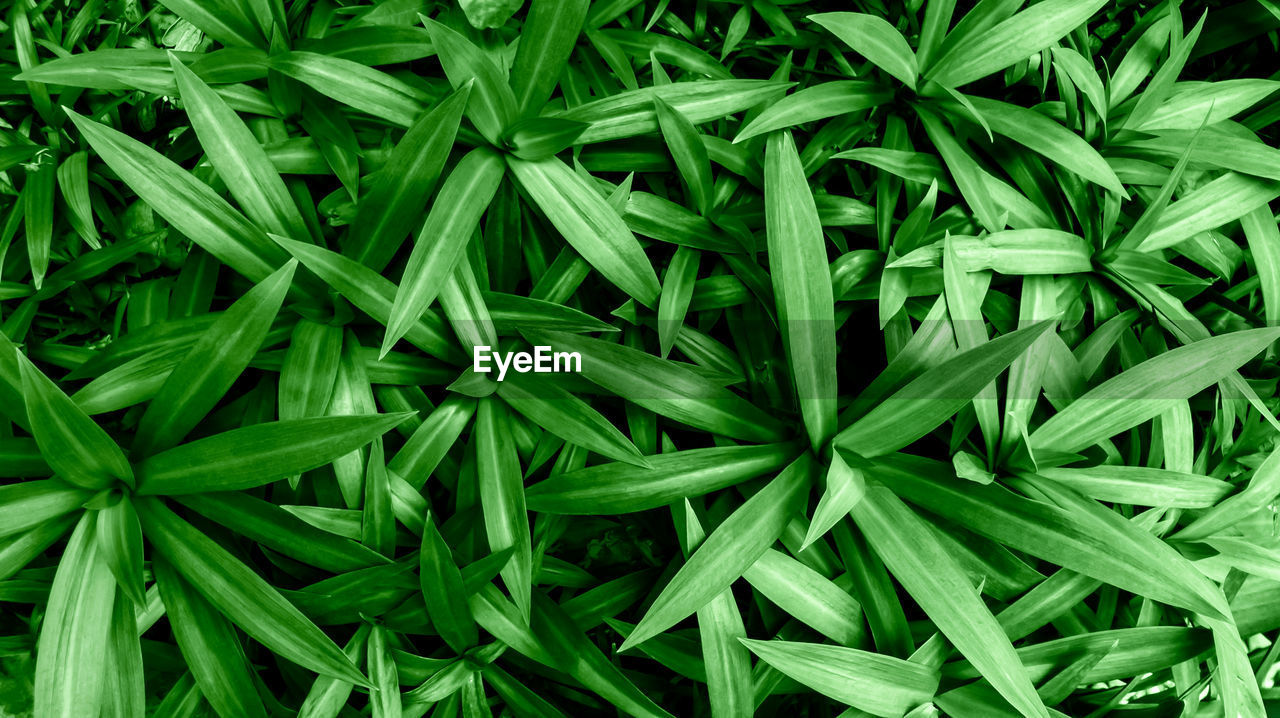 green, leaf, plant, grass, plant part, backgrounds, herb, full frame, lawn, healthcare and medicine, growth, nature, food and drink, medicine, no people, food, cannabis plant, flower, beauty in nature, close-up, narcotic, tree, alternative medicine, cannabis, high angle view, outdoors, freshness