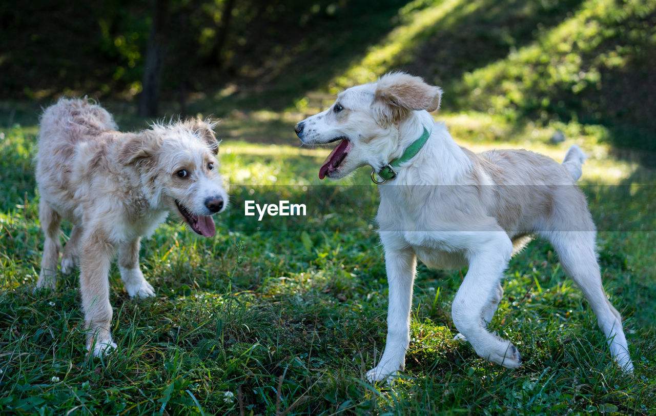 Puppies having fun.