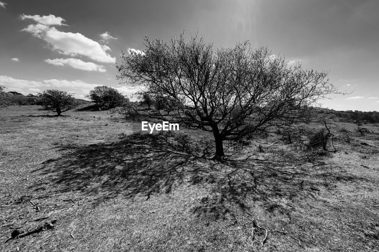 Bare tree on field against sky