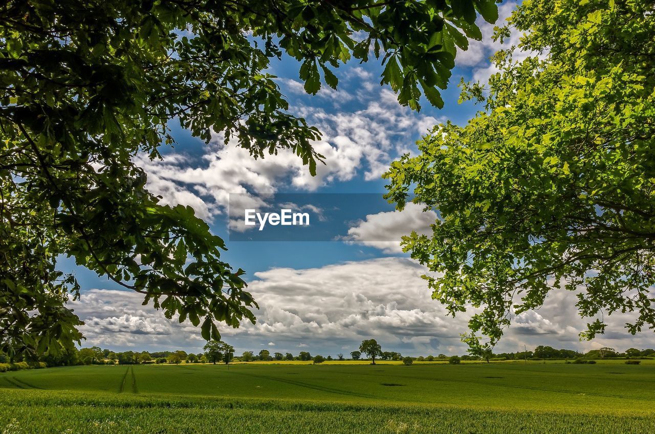 TREES ON FIELD AGAINST CLOUDY SKY