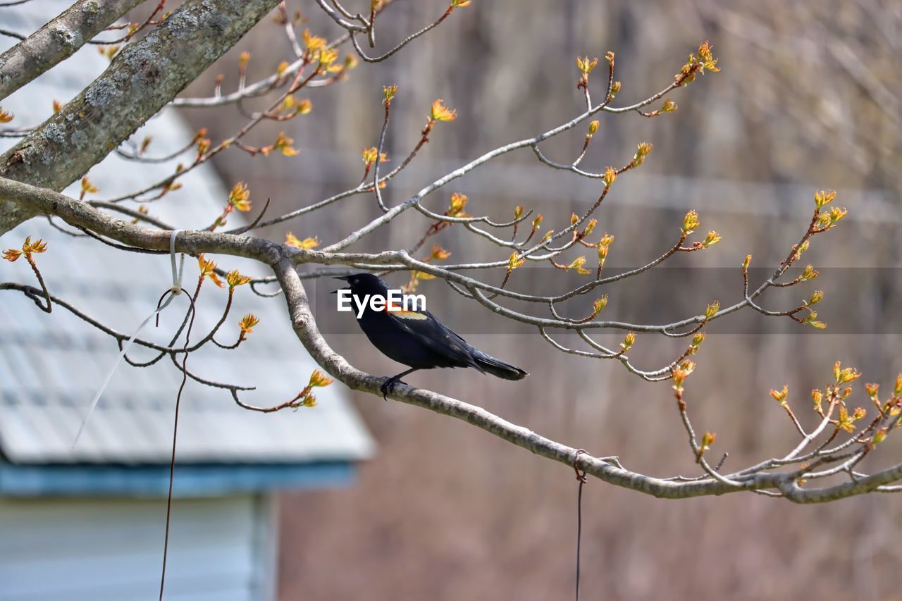 Bird perching on a branch