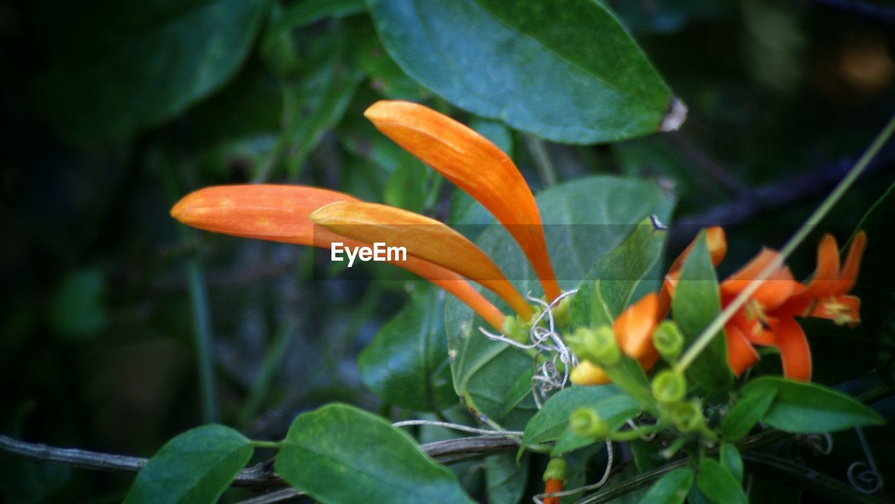 CLOSE-UP OF ORANGE FLOWERS BLOOMING OUTDOORS