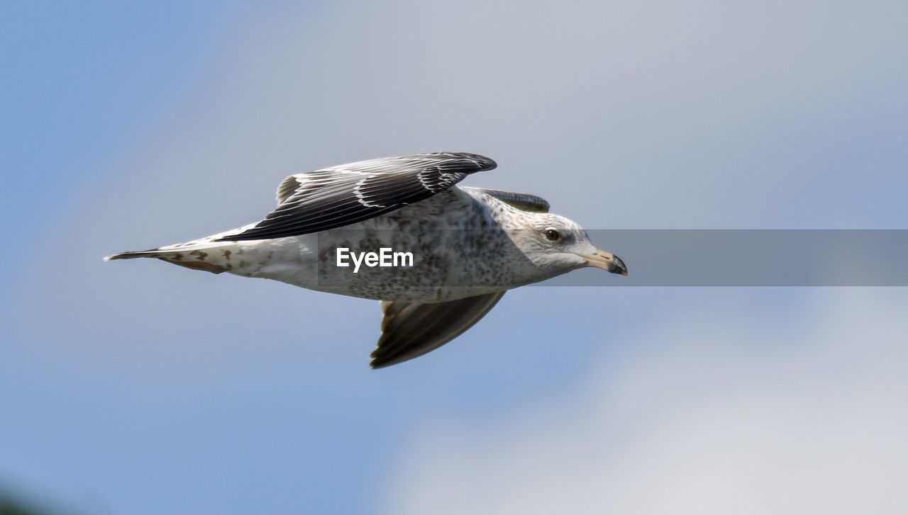 LOW ANGLE VIEW OF A BIRD FLYING