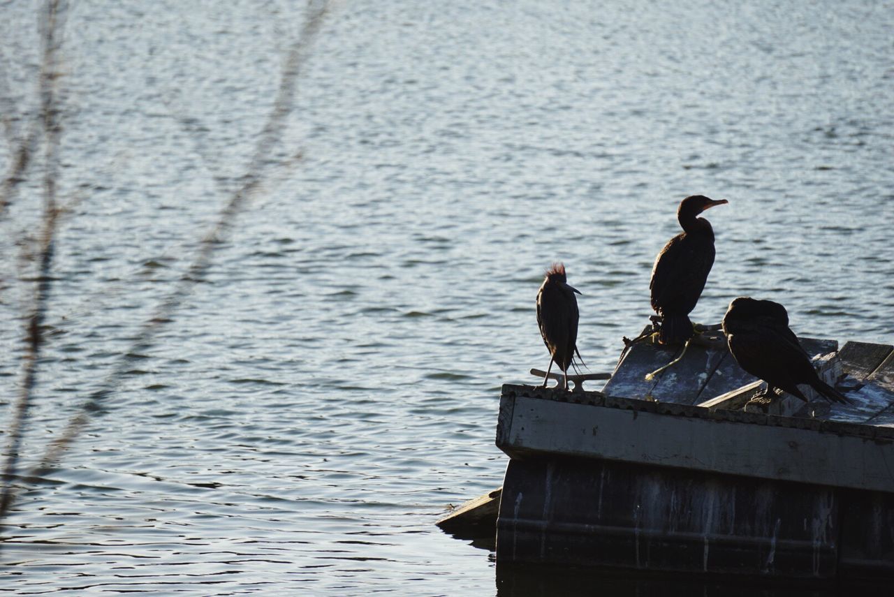 BIRD PERCHING ON LAKE