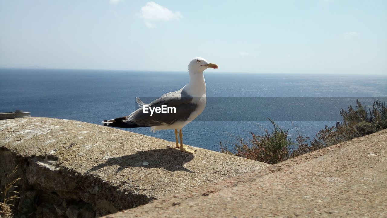 Seagull perching on retaining wall by sea against sky