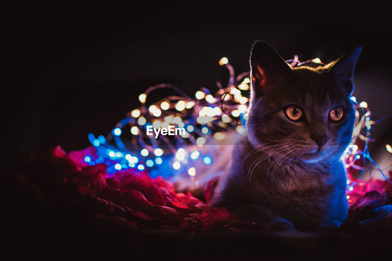 Close-up of a cat