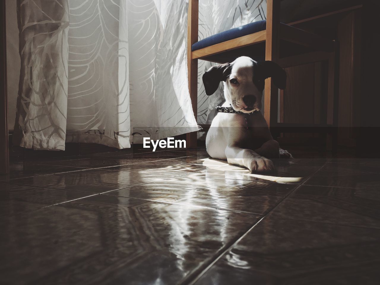 Portrait of puppy sitting on floor