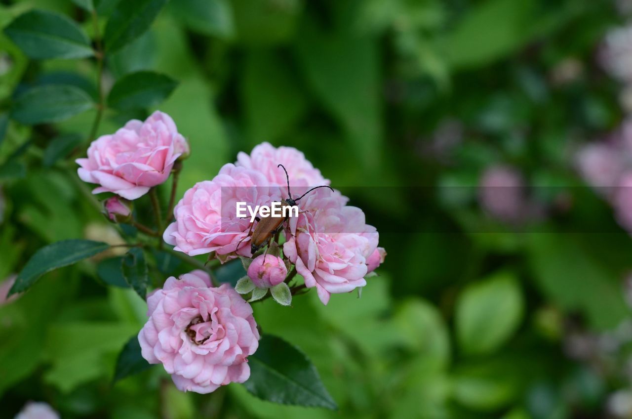 flower, plant, flowering plant, pink, beauty in nature, freshness, plant part, nature, leaf, close-up, rose, petal, flower head, inflorescence, fragility, blossom, no people, garden roses, growth, botany, outdoors, springtime, focus on foreground, green, shrub, day, summer