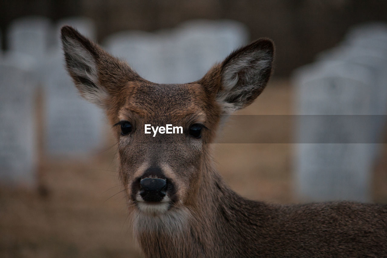 PORTRAIT OF DEER OUTDOORS