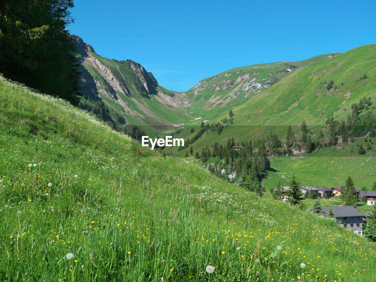 Scenic view of field against clear sky