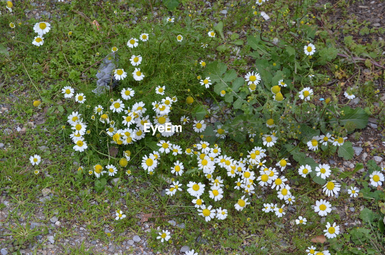 High angle view of flowering plants on field