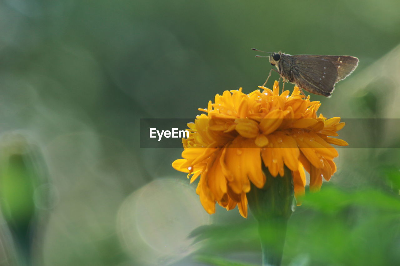 CLOSE-UP OF BUTTERFLY POLLINATING FLOWER