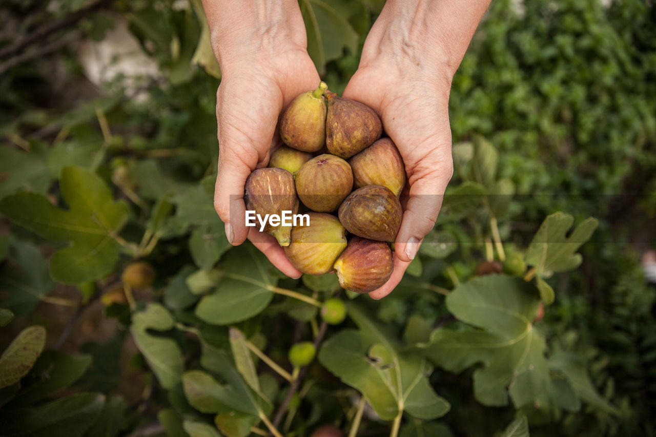 Close-up of hands holding figs