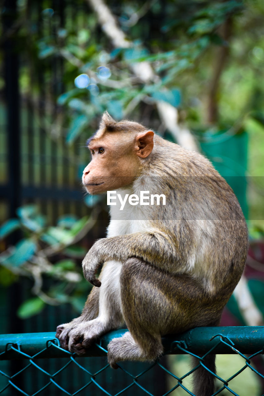 CLOSE-UP OF MONKEY SITTING OUTDOORS