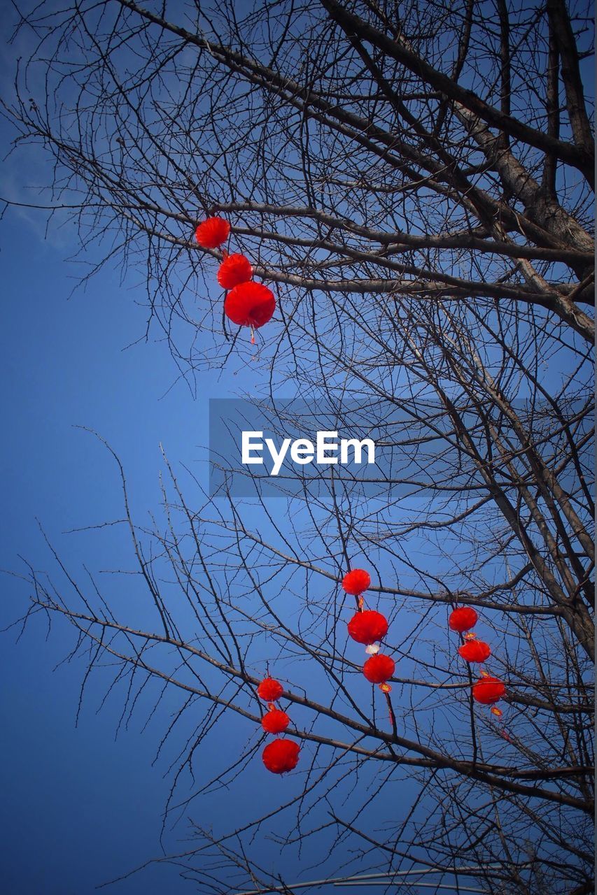 LOW ANGLE VIEW OF RED FLOWERS