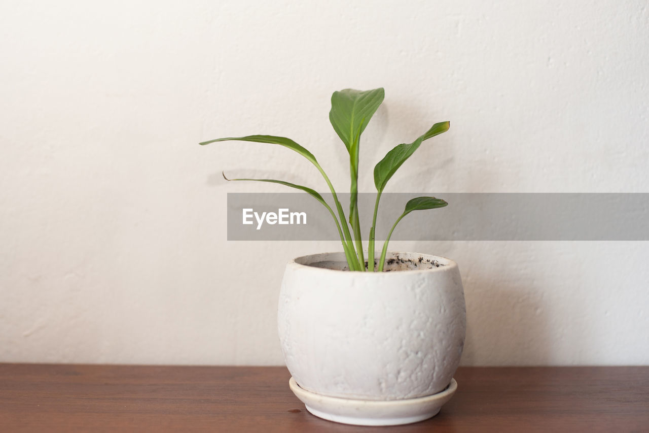 CLOSE-UP OF PLANT AGAINST WHITE WALL