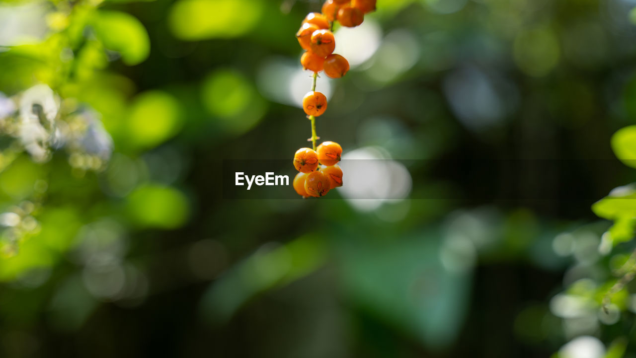 plant, fruit, flower, yellow, healthy eating, food, food and drink, tree, green, nature, leaf, freshness, produce, growth, macro photography, hanging, close-up, focus on foreground, no people, branch, outdoors, plant part, sunlight, day, agriculture, wellbeing, citrus fruit, orange color, beauty in nature, blossom, ripe, shrub, land, environment, organic, juicy, autumn, fruit tree, selective focus, red