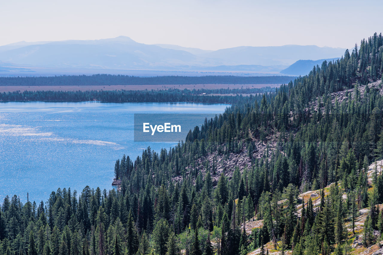 PANORAMIC SHOT OF PINE TREES AGAINST SKY