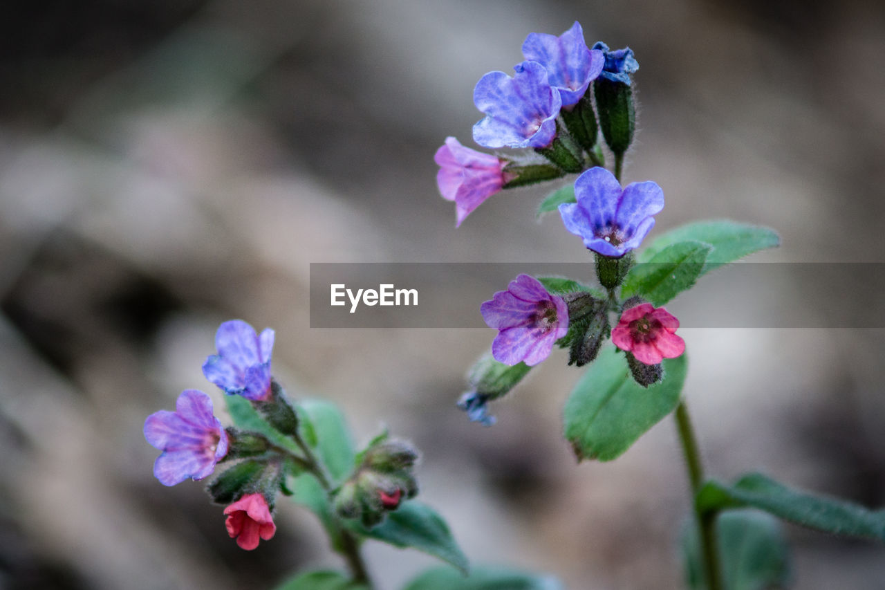 flower, flowering plant, plant, beauty in nature, macro photography, freshness, nature, purple, close-up, blossom, fragility, flower head, wildflower, plant part, inflorescence, petal, growth, leaf, botany, no people, outdoors, focus on foreground, springtime, multi colored, pink, selective focus, food and drink, food, summer, day