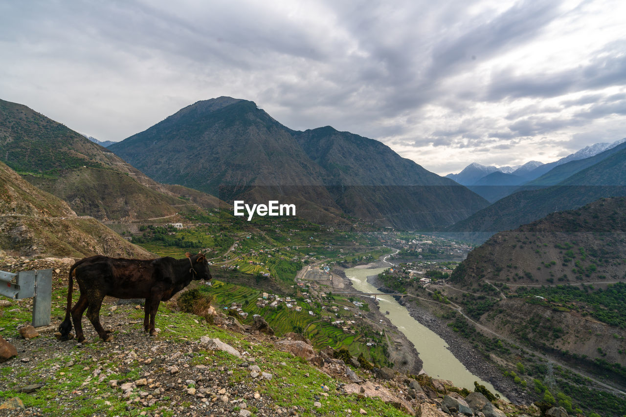Domestic cow peering the valley overlooking the beautiful mountain