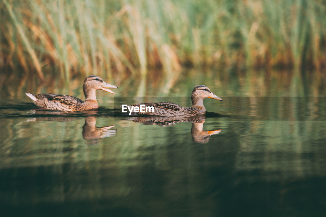 Mallard ducks swimming on lake
