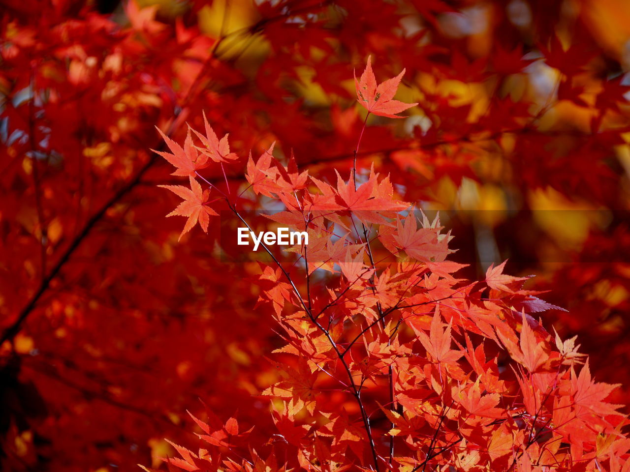 Close-up of maple leaves on tree during autumn