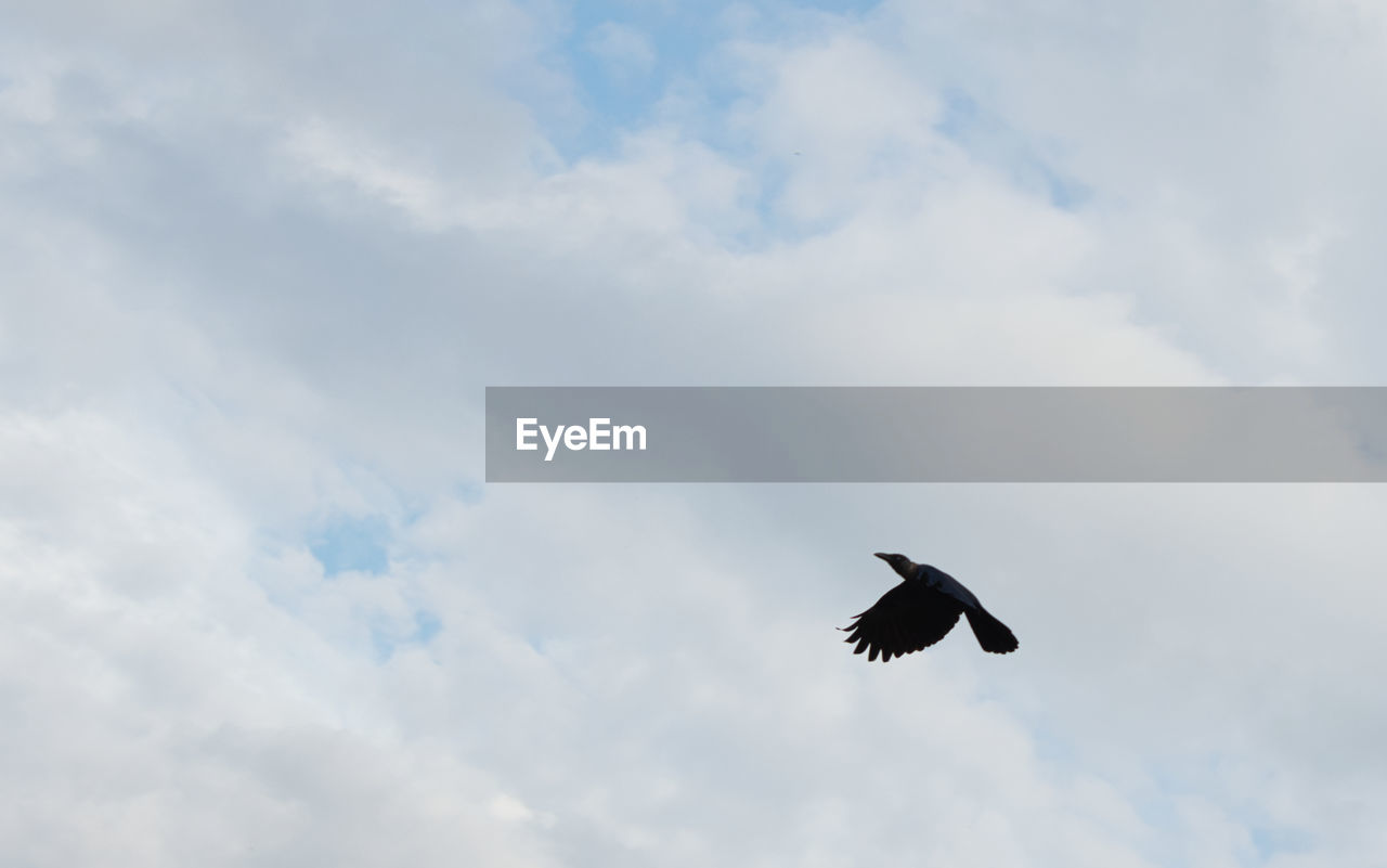 LOW ANGLE VIEW OF SILHOUETTE BIRD FLYING